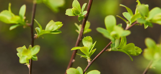 panoramic shot of green blooming leaves on tree branches in spring