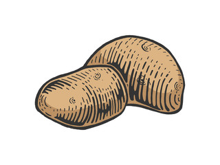 Potato vegetable color sketch engraving vector illustration. Scratch board style imitation. Black and white hand drawn image.