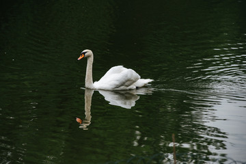 A white swan on a pond