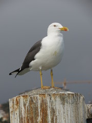 Seagull