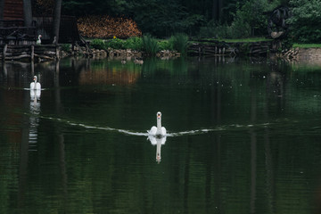 A white swan on a pond