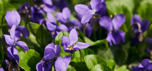 panoramic shot of blooming violets with green leaves in sunlight