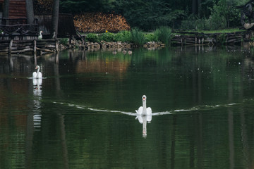 A white swan on a pond
