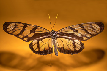 papillon Lycorea ilione phenarete