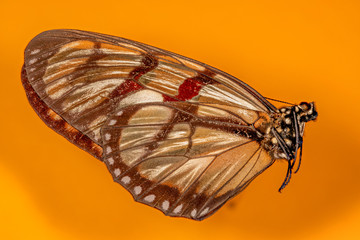 papillon Lycorea ilione phenarete