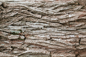 Brown tree bark texture.