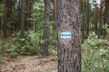 Hiking trail paint sign on tree bark.