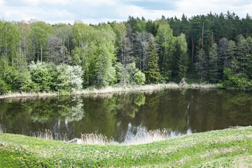Forest pond landscape.