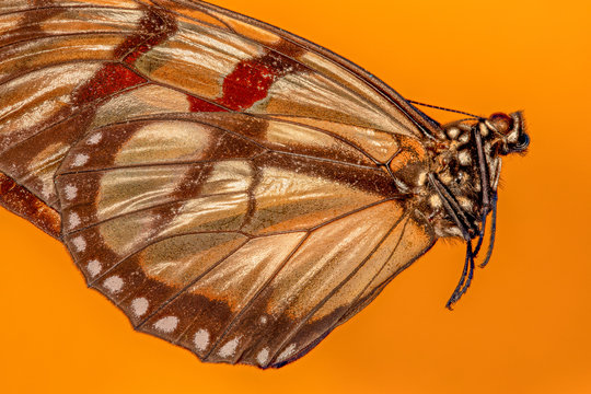 papillon Lycorea ilione phenarete
