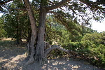 Relic juniper in the forest, Crimea