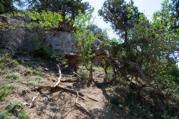 Relic juniper in the forest, Crimea