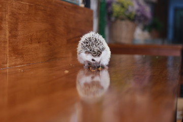 Small playful cute brown and white domestic pet African pygmy hedgehog at a hedgehog cafe, Southeast Asia