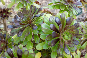 Aeonium arboreum Webb & Berthel 