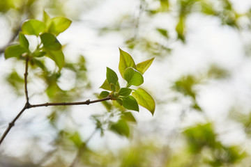 close up of tree branches with green leaves on blurred background