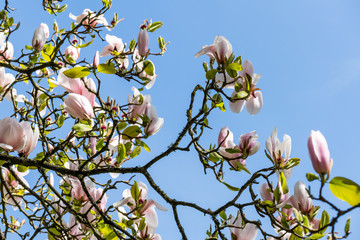 Magnolia Tree Flowering