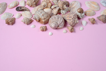 Summer composition.Flat lay, top view of various kinds seashells on pink background. Copy space in minimal style, template for text. Vacation concept