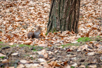 Obraz premium A red squirrel in woodland, camouflaged by autumnal leaves