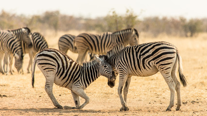 Fototapeta na wymiar Submission of a young zebra in the African savannah, Etosha Park in Namibia