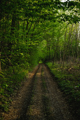 path in forest