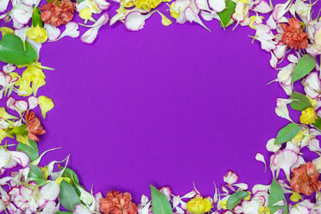 Fototapeta na wymiar Frame from the colorful petals and blossoms on violet background. Flat lay. Top view