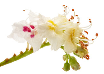 White chestnut flowers (Aesculus hippocastanum) close-up, isolated on white background