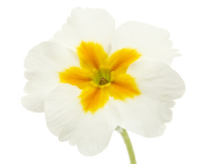 Flower of primrose, isolated on white background