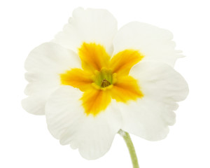 Fototapeta premium Flower of primrose, isolated on white background
