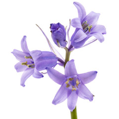 Fototapeta na wymiar Blue flower of scilla , bluebell flower, isolated on white background