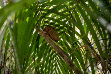 tarsier smallest monkey philippines bohol