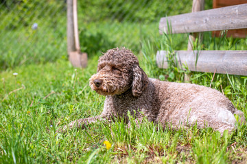 Lagotto romagnolo dog lying in the grass and looking into distance.