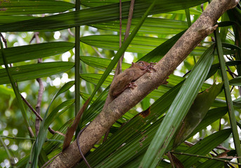 tarsier smallest monkey philippines bohol