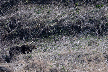 Brown bears in Shiretoko peninsula, Hokkaido, Japan