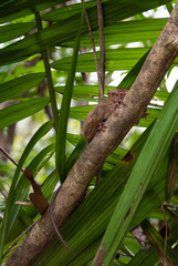 tarsier smallest monkey philippines bohol