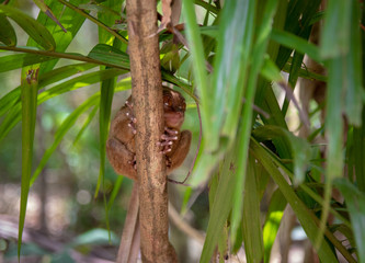 tarsier smallest monkey philippines bohol