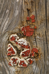 Multilayer paint. Peeling paint on a wooden surface. Cracked old paint on a wooden wall. Texture of...