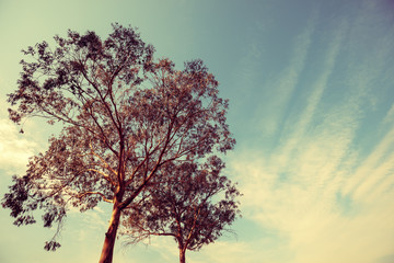 Obraz na płótnie Canvas Eucalyptus tree against the blue sky