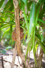 tarsier smallest monkey philippines bohol