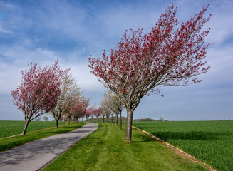 Fototapeta premium Avenue of trees in Northfield Huggate Yorkshire Wolds