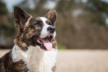 Cardigan Welsh Corgi portrait