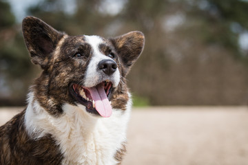 Cardigan Welsh Corgi panting