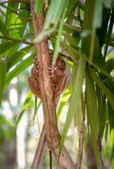 tarsier smallest monkey philippines bohol