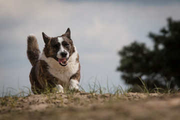Cardigan Welsh Corgi running