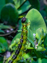 Fototapeta premium gąsienica ćmy bukszpanowej żerująca na bukszpanie