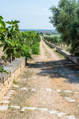 Prickly pears and olive trees