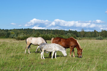 Fototapeta na wymiar Two horses and one hinny graze on the field with a forest in the background. Sunny summer day in Russia