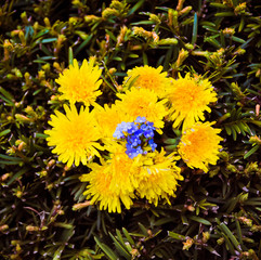 Colorful spring background with dandelions