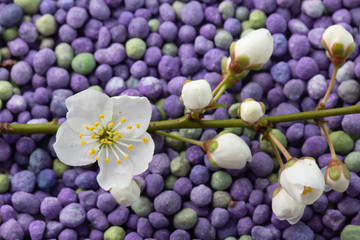 Flower growing from mineral fertilizers. Concept Close up