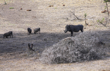 phacochère en Afrique du Sud