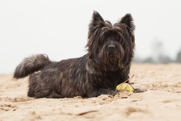 Cairn Terrier portrait with ball