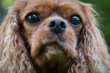 Cavalier King Charles Spaniel close up
